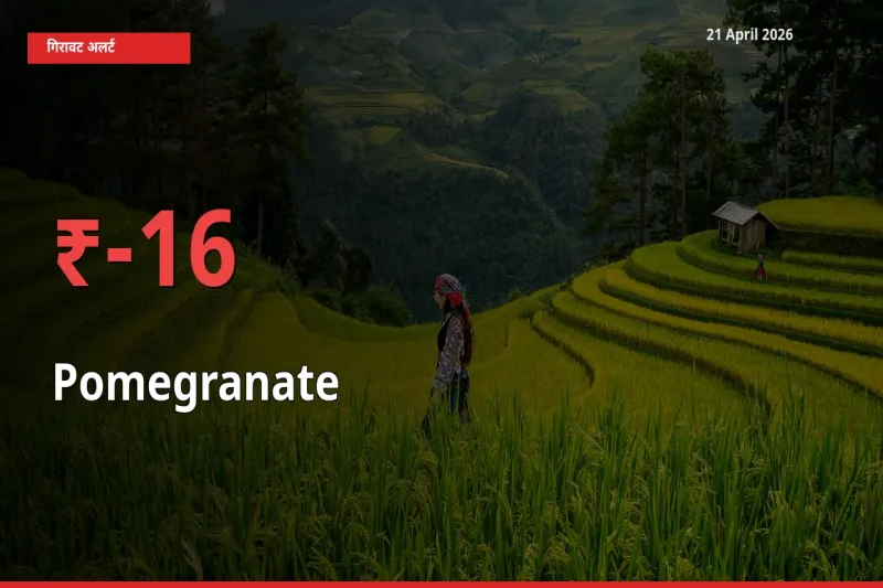 15.86% की गिरावट! मंडी में अनार के दाम अचानक टूटे
