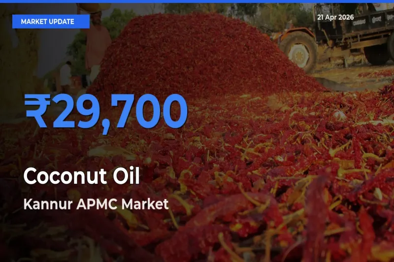Top Performer! Kannur APMC Offers Best Coconut Oil Price Today