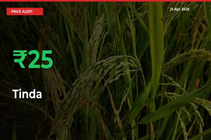 25.1% Spike in Tinda Prices – Mandi Sees Sudden Rally