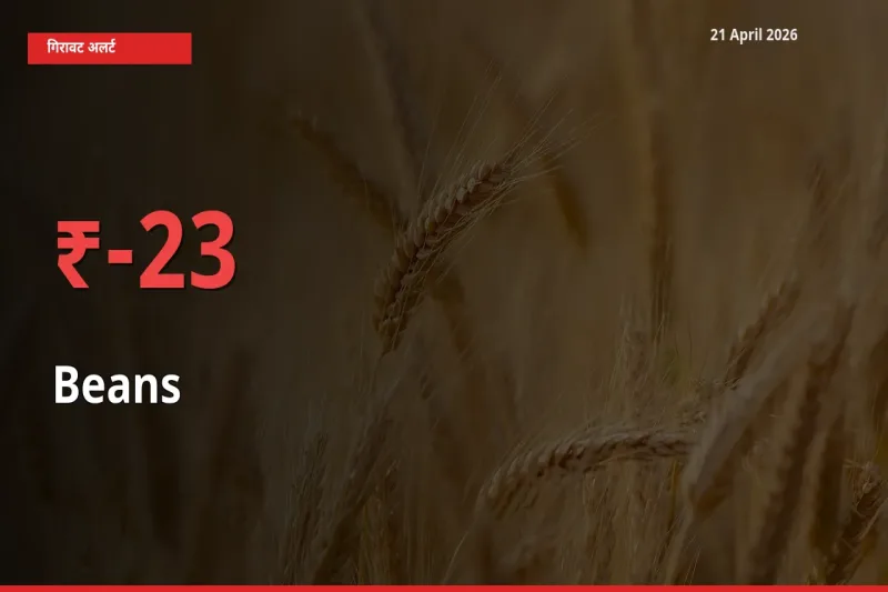 फलियाँ (सेम) के दाम प्रमुख मंडी में 22.56% गिरे, 24 घंटे में बड़ा बदलाव