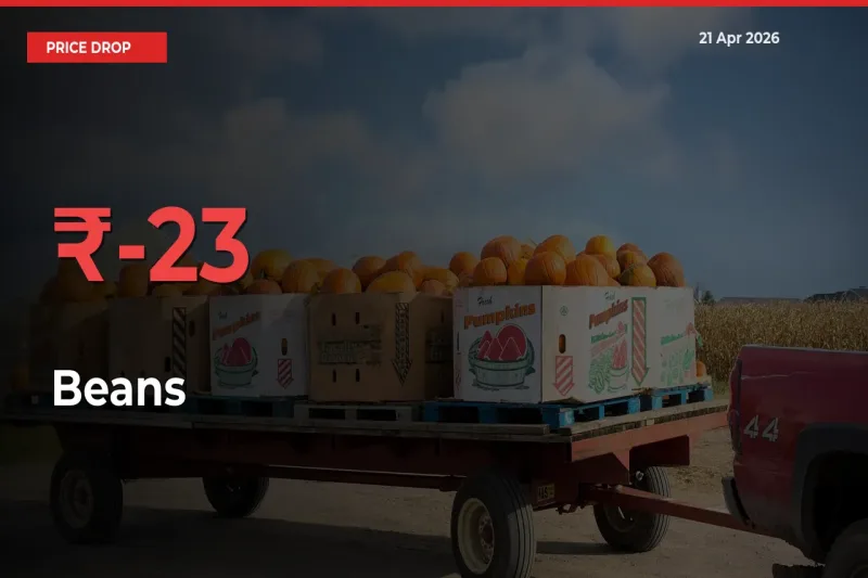 Beans Falls 22.56% at Mandis