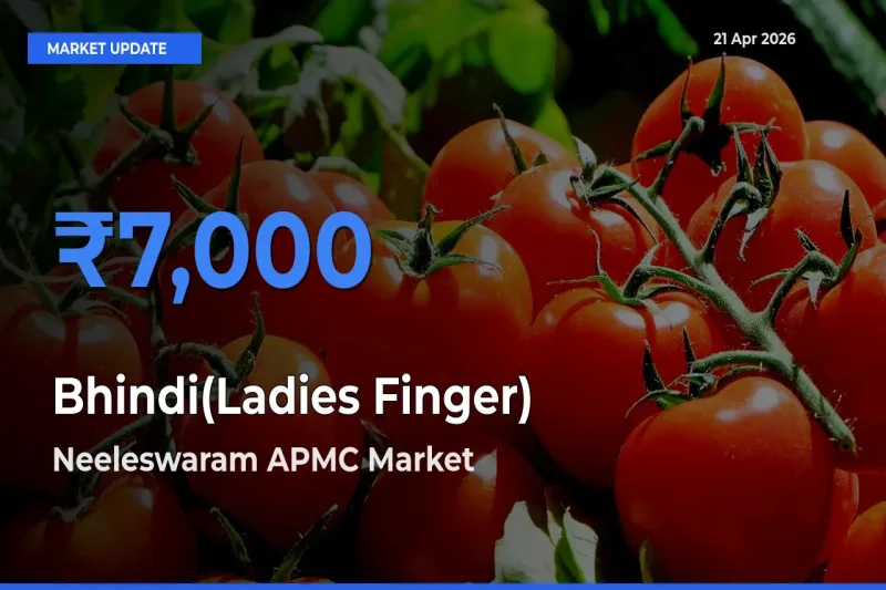 Neeleswaram APMC Leads as Top Mandi for Bhindi(Ladies Finger) Prices