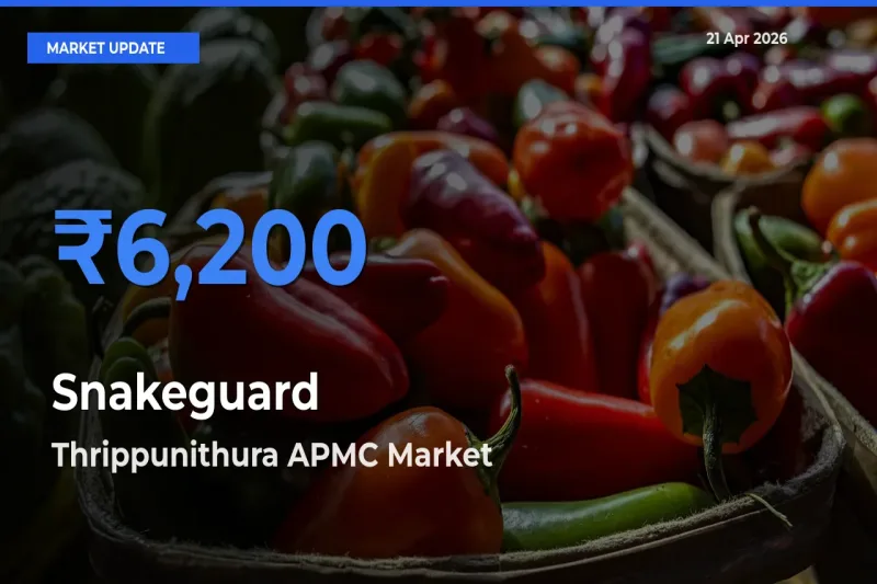 Thrippunithura APMC Offers ₹6,200 – Highest Snakeguard Rate Today