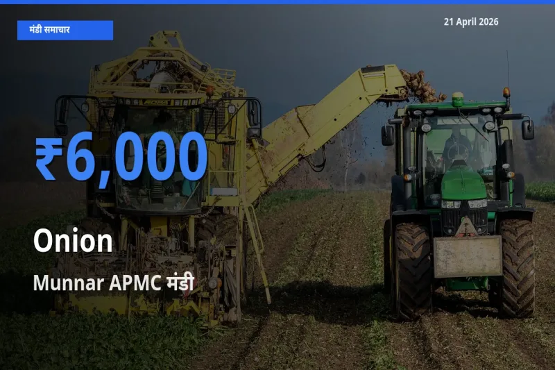 Munnar APMC मंडी में प्याज ₹6,000 पर पहुँचा – आज का सर्वोच्च भाव