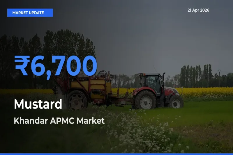 Khandar APMC Tops Mustard Mandi Rates Today
