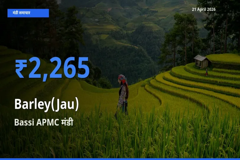 Bassi APMC में जौ का आज सबसे ऊँचा भाव