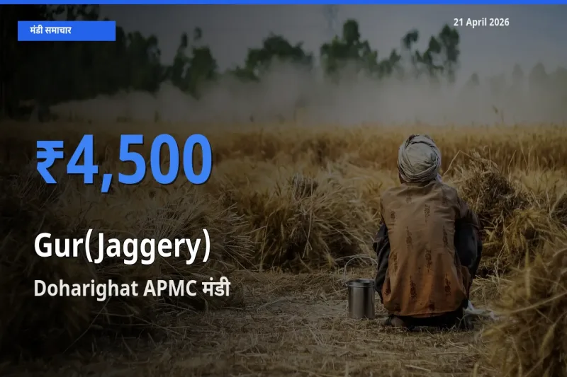 21 April अपडेट: गुड़ के सबसे ऊँचे दाम Doharighat APMC मंडी में