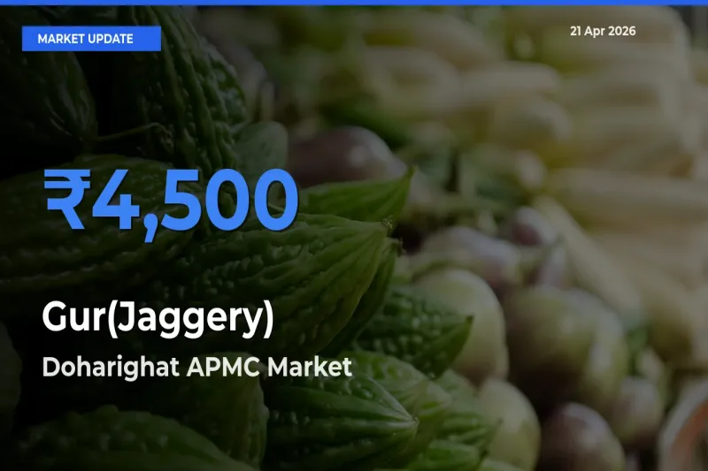 Doharighat APMC Tops Gur(Jaggery) Rates – April 21 Market Update
