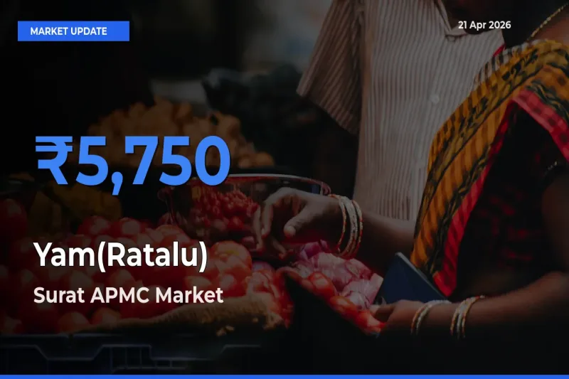 Surat APMC Emerges as Top Mandi for Yam(Ratalu) Prices Today