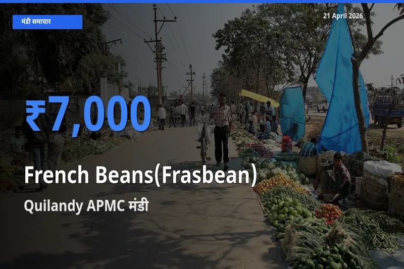 टॉप मंडी बना Quilandy APMC! फ़्रेंच बीन्स (फ़्रासबीन) के सबसे ऊँचे दाम यहीं दर्ज