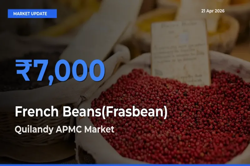 Quilandy APMC Tops French Beans(Frasbean) Rates – April 21 Market Update