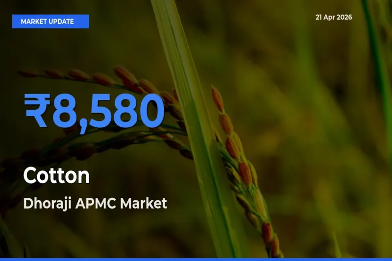 Farmers Prefer Dhoraji APMC as Cotton Hits Highest Rate