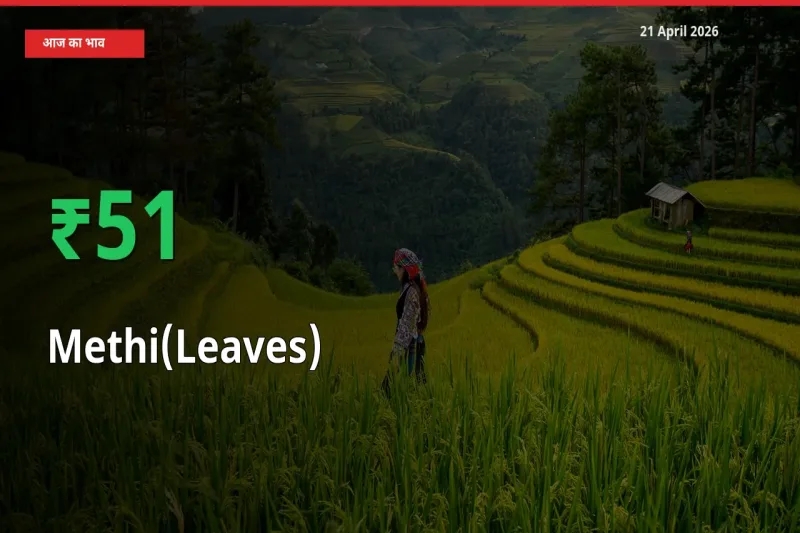 अचानक तेजी! मंडी में हरी मेथी के दाम 51.21% चढ़े