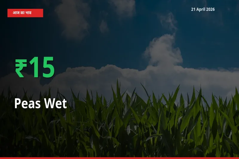हरी मटर 15.07% उछला, मंडी