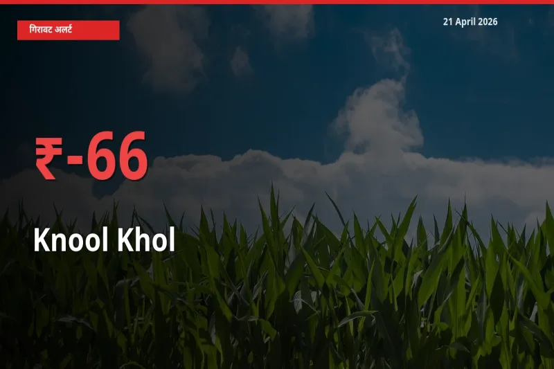 किसानों की चिंता बढ़ी! स्थानीय मंडी में गांठगोभी 65.66% गिरा