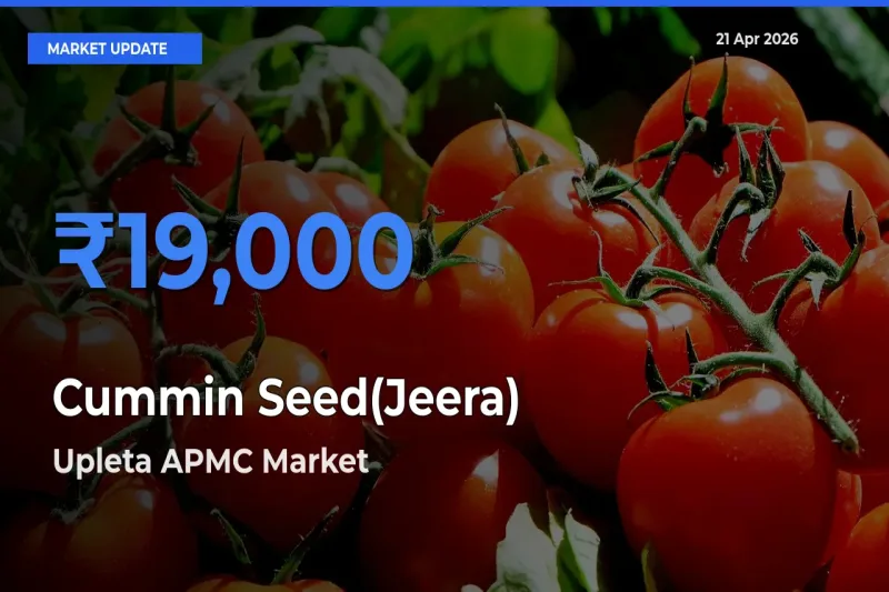 Upleta APMC Leads as Top Mandi for Cummin Seed(Jeera) Prices