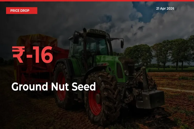 Ground Nut Seed Falls 16.48% at Mandis