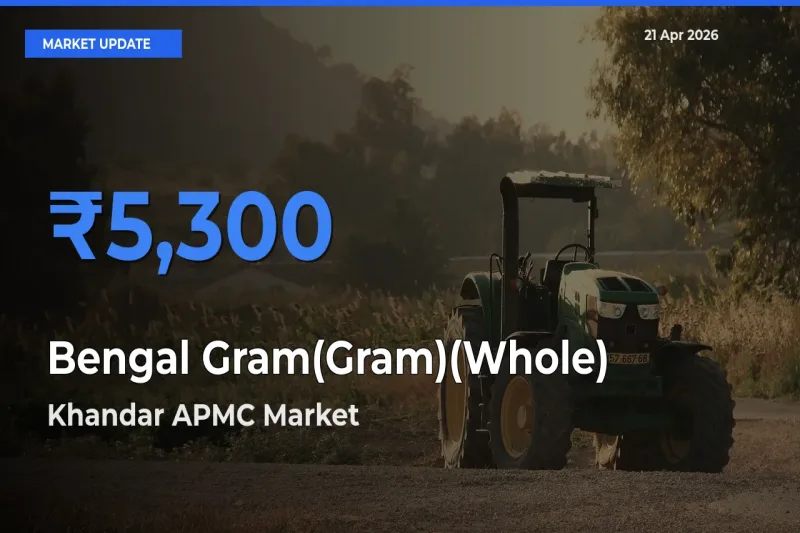 Top Performer! Khandar APMC Offers Best Bengal Gram(Gram)(Whole) Price Today