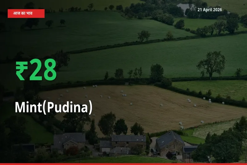 पुदीना 27.96% उछला, मंडी