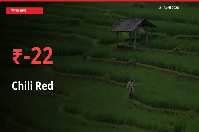 तेज़ गिरावट! मंडी में लाल मिर्च के दाम 21.83% लुढ़के