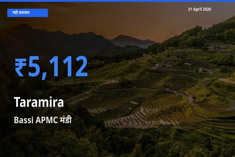 21 April अपडेट: तारामीरा के सबसे ऊँचे दाम Bassi APMC मंडी में