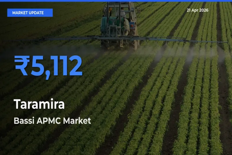 Market Watch: Bassi APMC Becomes Top Mandi for Taramira