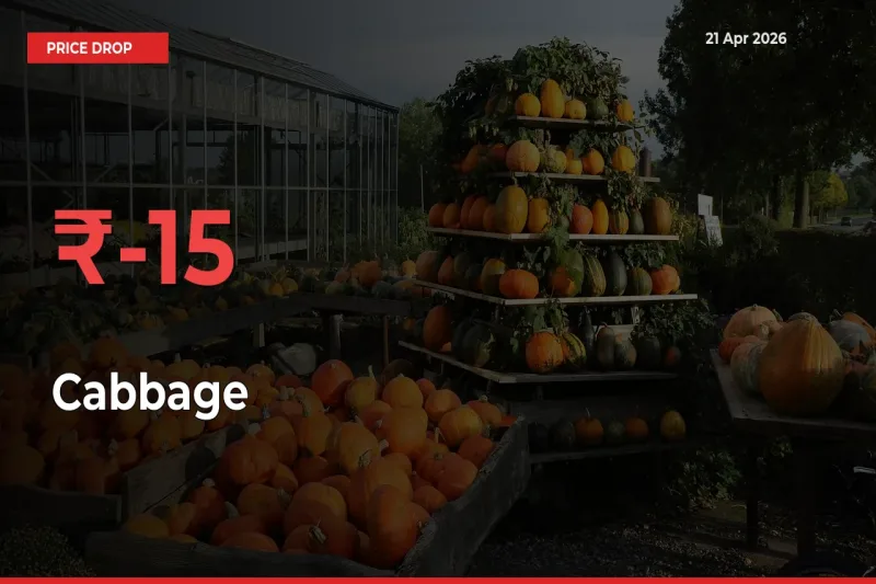 Cabbage Falls 15.18% at Mandis