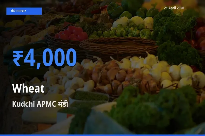 Kudchi APMC मंडी में आज गेहूँ के सबसे ऊँचे दाम दर्ज