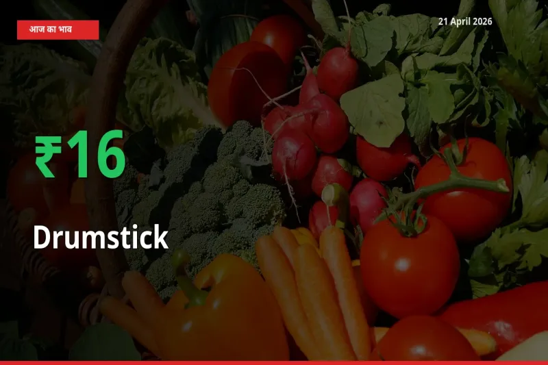 सहजन (मुनगा) 15.52% उछला, मंडी