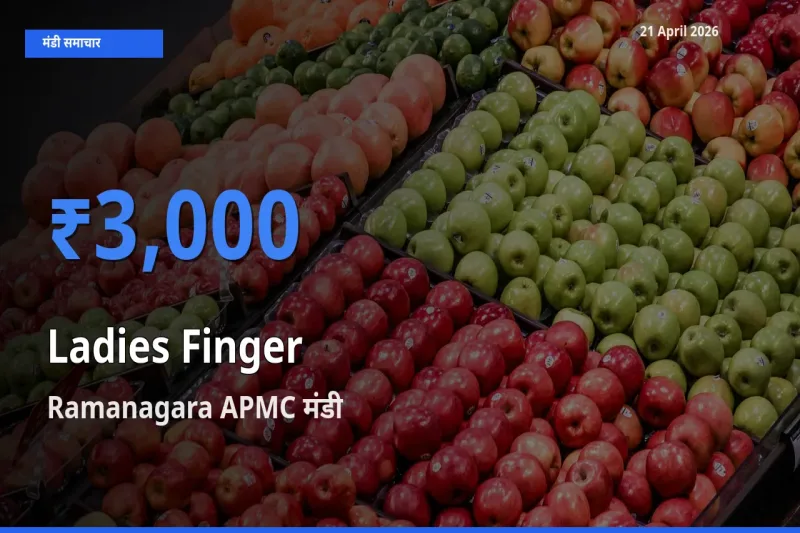 टॉप मंडी बना Ramanagara APMC! भिंडी के सबसे ऊँचे दाम यहीं दर्ज