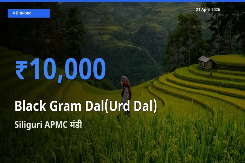 आज का मंडी भाव: उड़द दाल के सबसे ज़्यादा दाम Siliguri APMC में
