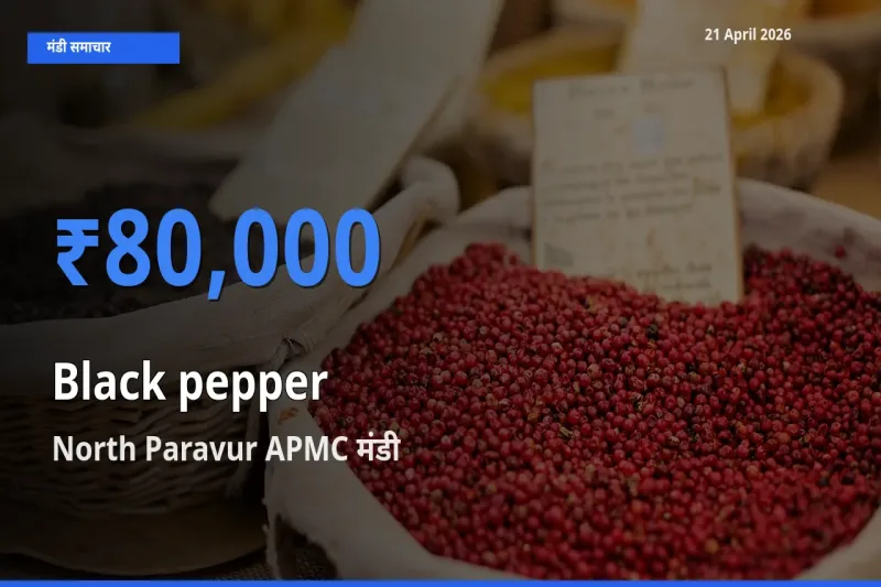 किसानों की पसंद बना North Paravur APMC, काली मिर्च के सबसे अच्छे दाम