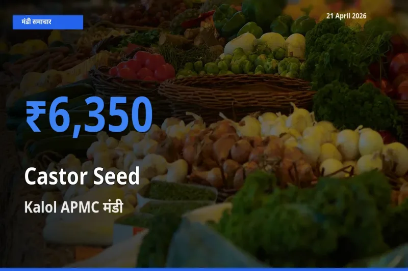 आज अरंडी का बीज के सबसे ज़्यादा दाम Kalol APMC मंडी में दर्ज