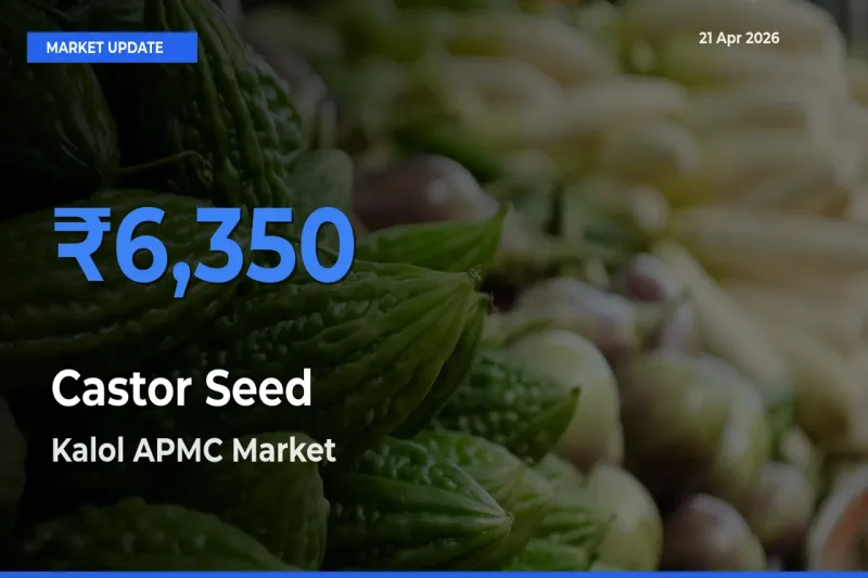 Kalol APMC Records Highest ₹6,350 Rate for Castor Seed