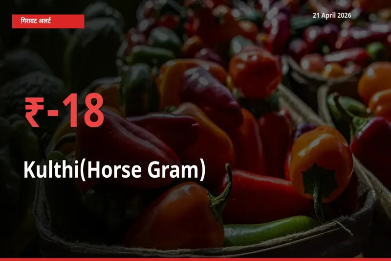 21 April अपडेट: कुल्थी के दाम मंडी में 17.7% गिरे