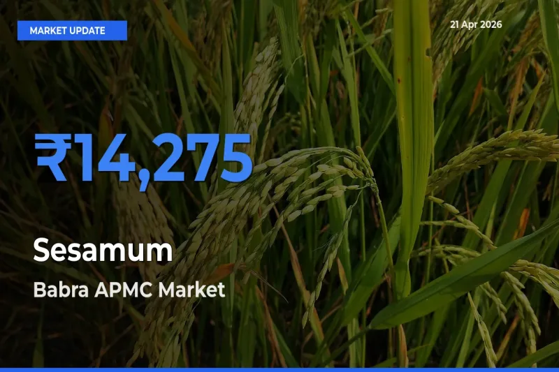 Babra APMC Leads as Top Mandi for Sesamum Prices