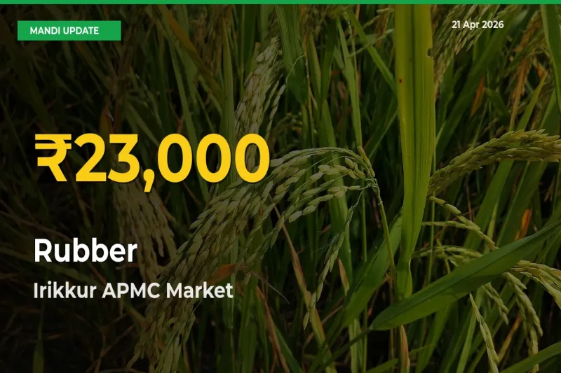 Irikkur APMC Leads as Rubber Hits Highest Rate – April 21 Update