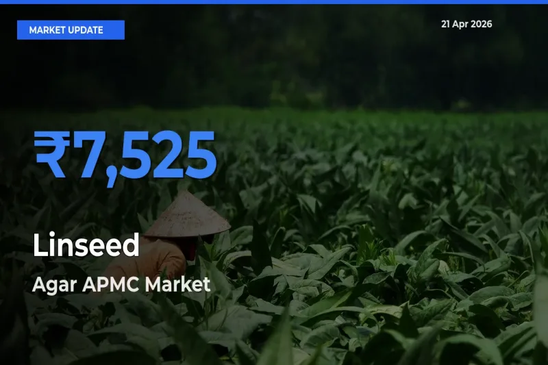 Agar APMC Tops Linseed Rates – April 21 Market Update