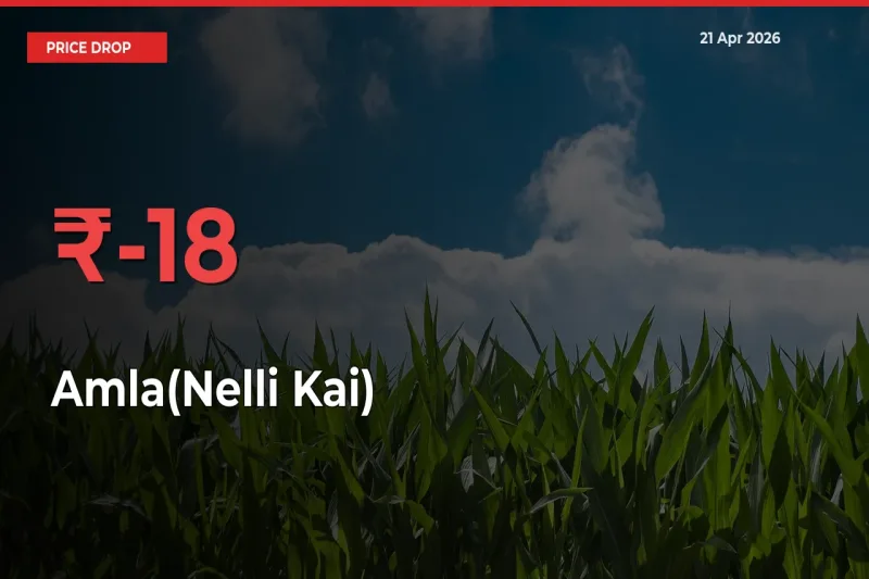 Why Amla(Nelli Kai) Prices Fell 18.14% in a Day at Mandis