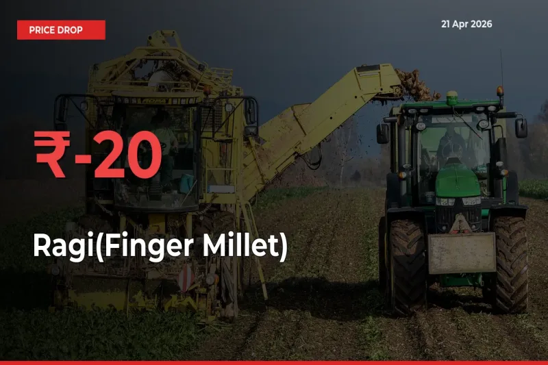 Ragi(Finger Millet) Prices Drop 20.18% in 24 Hours at Major Mandis