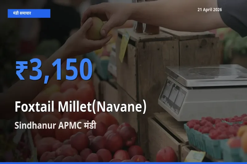 Sindhanur APMC मंडी में कांगनी (काकुन) ₹3,150 पर पहुँचा – आज का सर्वोच्च भाव