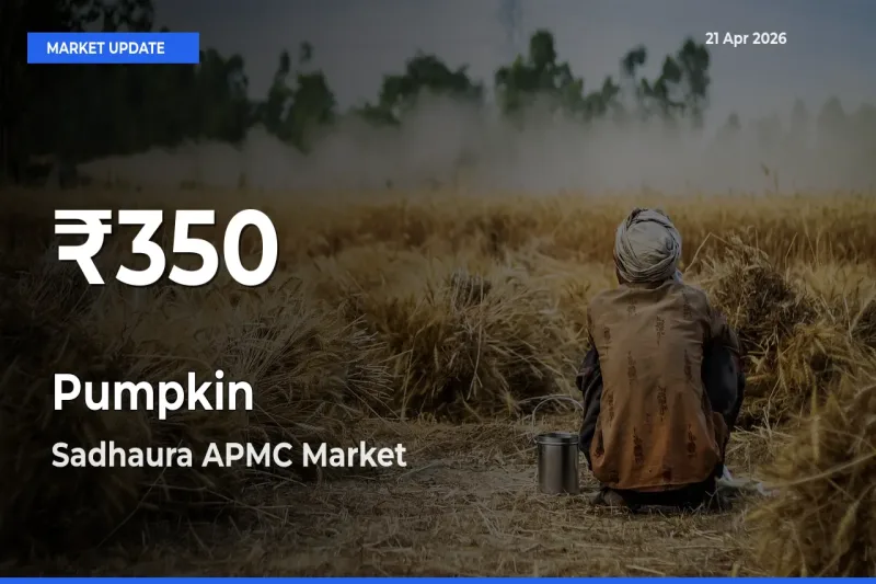 Pumpkin Mandi Rate Today: 30-Day Low Recorded in Sadhaura APMC