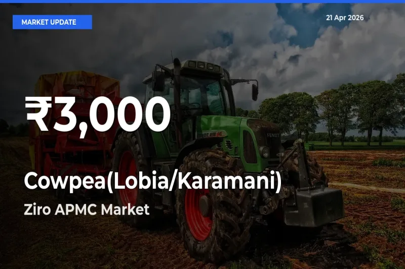 Cowpea(Lobia/Karamani) Hits 30-Day Low in Ziro APMC