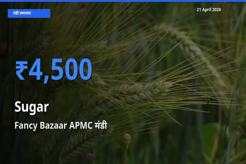 आज चीनी के सबसे ज़्यादा दाम Fancy Bazaar APMC मंडी में दर्ज