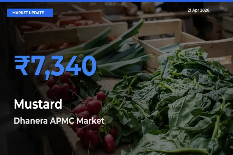 Market Watch: Dhanera APMC Becomes Top Mandi for Mustard