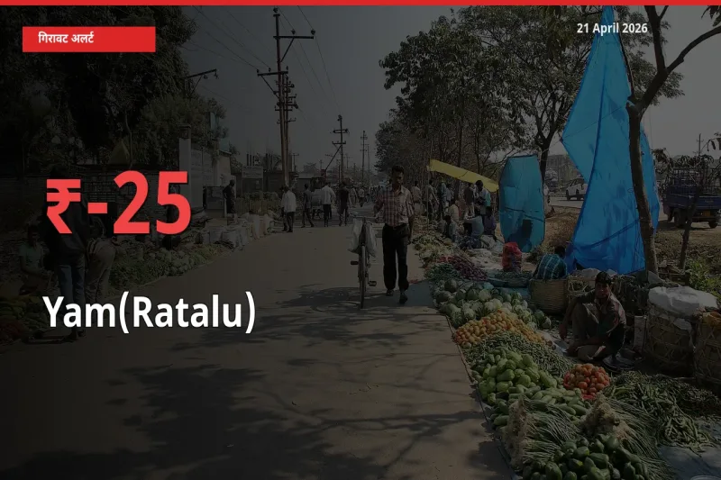 स्थानीय मंडी में रतालू (रतलू) के दाम अचानक 25.23% गिरे, किसानों की चिंता बढ़ी
