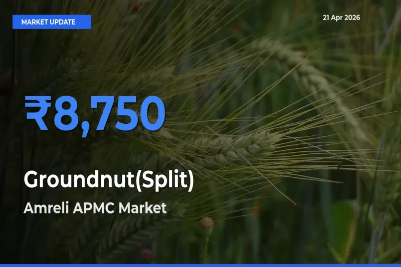 Amreli APMC Offers ₹8,750 – Highest Groundnut(Split) Rate Today
