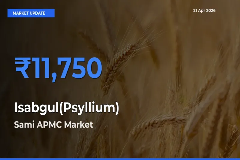 Sami APMC Records Highest ₹11,750 Rate for Isabgul(Psyllium)