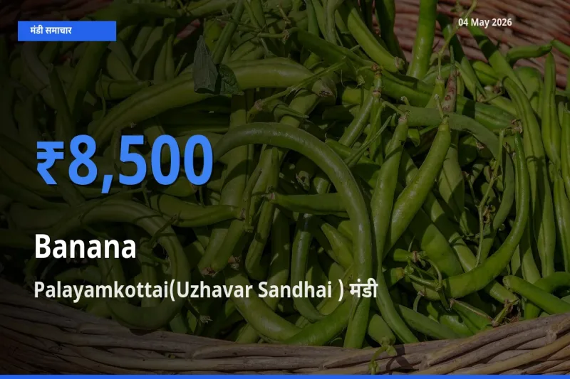 आज केला के सबसे ऊँचे दाम ₹8,500 Palayamkottai(Uzhavar Sandhai ) मंडी में