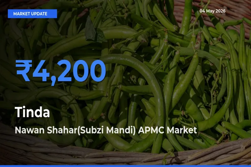 Nawan Shahar(Subzi Mandi) APMC Leads as Top Mandi for Tinda Prices